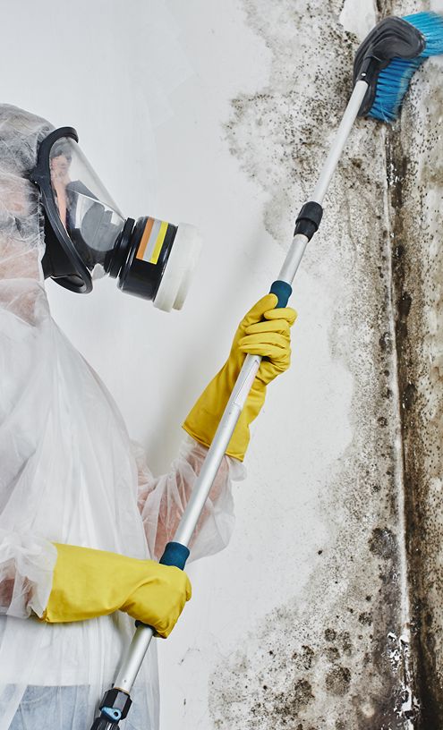 expert Mold Remediation